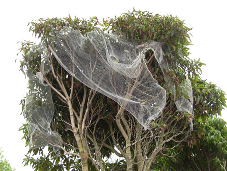 This is an extreme example of poor netting technique. It's easy to see how wildlife can become entangled in this