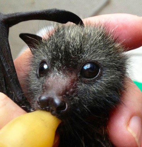 'Waif' a baby flying fox in the care of WIRES at the moment.  Photo by Megan Churches with thanks :-)