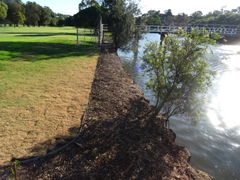 Three new Casuarina trees & an area beside the river that won't need to be sprayed with Glyphosate.