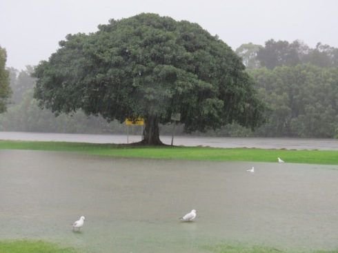 Marrickville Golf Course with the Cooks River visible behind the tree.