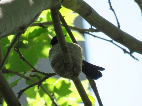 A Willy Wagtail has a tiny nest on a horizontal branch of a London plane tree.  It was hard to spot.   