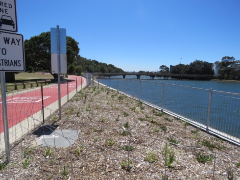 More habitat areas alongside the Alexandra Canal.  This will look amazing in a few months time.  It travels all the way to the bridge over the Canal.  The bitumen road has been painted rusty red with signage saying that it is a shared zone.  It looks cared for.